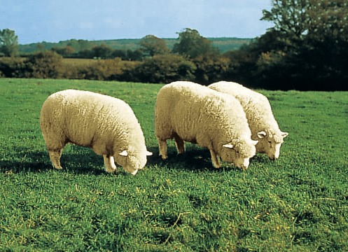 Tapijten - Bedrand van echt lamsleer in de vorm van een dier, in Farbe BRUIN Ansicht 1