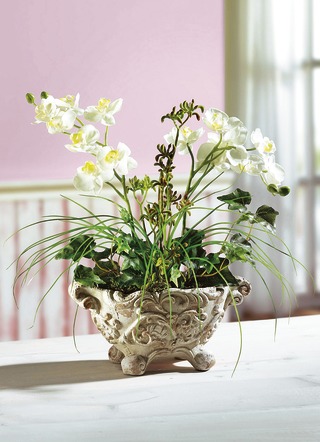 Orchidee arrangement in een kleipot