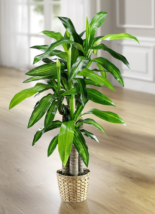 Kunst- & textielplanten - Dracena palm, in Farbe