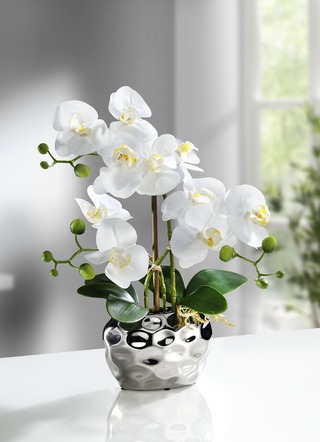 Orchidee in pot