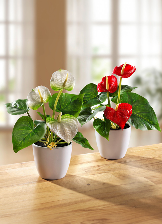 Kunst- & textielplanten - Mini-anthurium in pot, set van 2, in Farbe ROOD-WIT