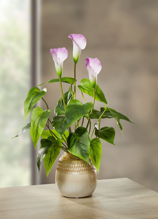 Galla arrangement in een keramieken pot