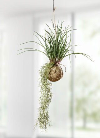 Tillandsia hangplant