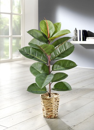 Rubberboom in een pot