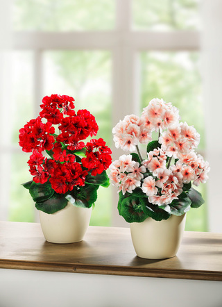 Geraniums in pot