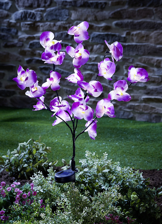 Tuindecoraties - Bedrieglijk echte zonne-orchidee, in Farbe PAARS-WIT