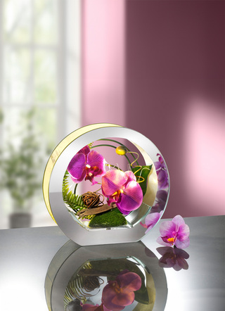 Verlichte orchidee in het glas