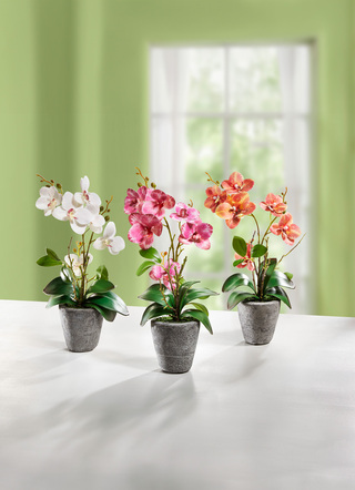 Orchidee in een cementen pot