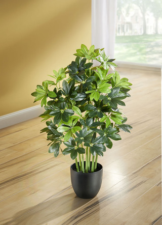 Schefflera in een plastic pot