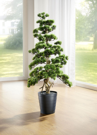 Dennen bonsai