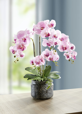 Orchideeën arrangement in een pot