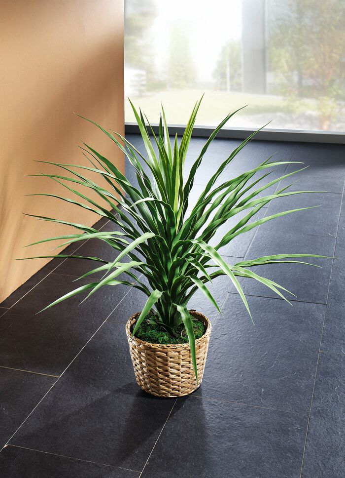 Olifantspoot in een pot 