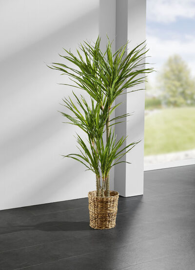 Yuccapalm in een pot 