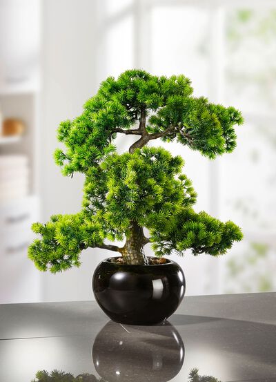 Lariksbonsai in zwarte keramische pot 