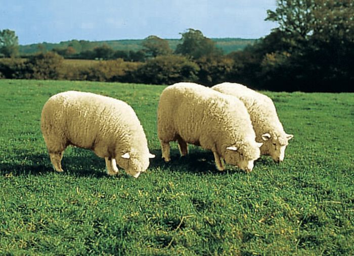 Hoogwaardige merinos-lamsvacht BESSEN