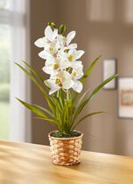Orchidee in een mandje van waterhyacint 