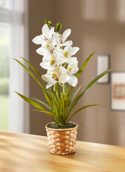 Orchidee in een mandje van waterhyacint 