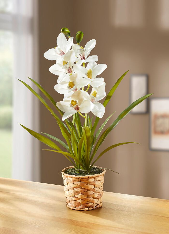 Orchidee in een mandje van waterhyacint 