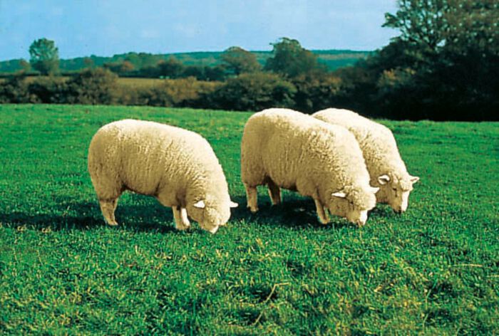 Lamsleer gemaakt van premium Australisch lamsleer 