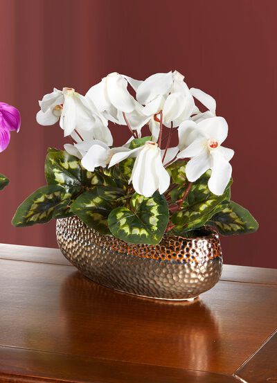 Cyclamen in de schelp 