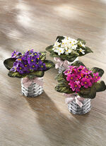 Viooltjes, set van 3 