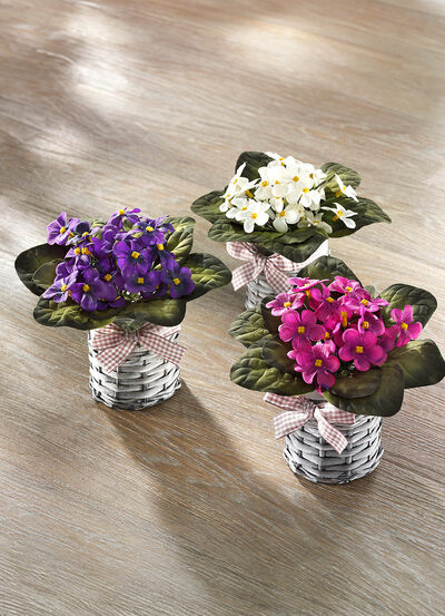 Viooltjes, set van 3 