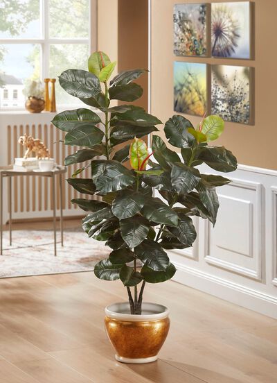 Rubberboom in een pot 