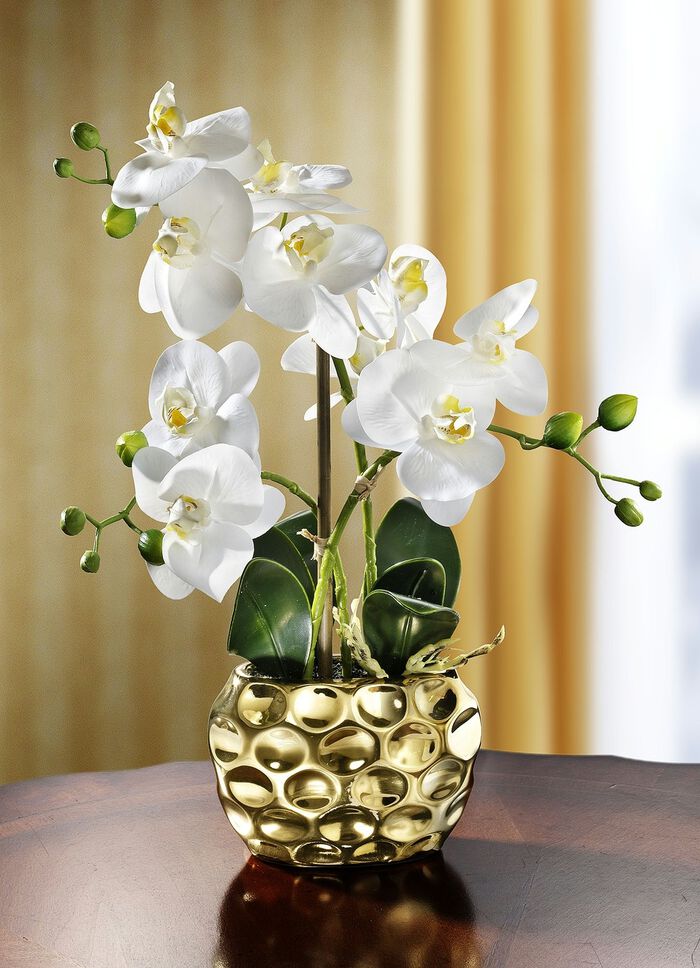 Orchidee in pot 