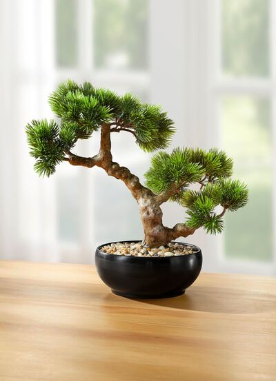 Bonsai in een keramische pot 