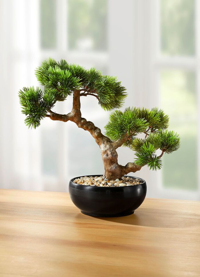 Bonsai in een keramische pot 