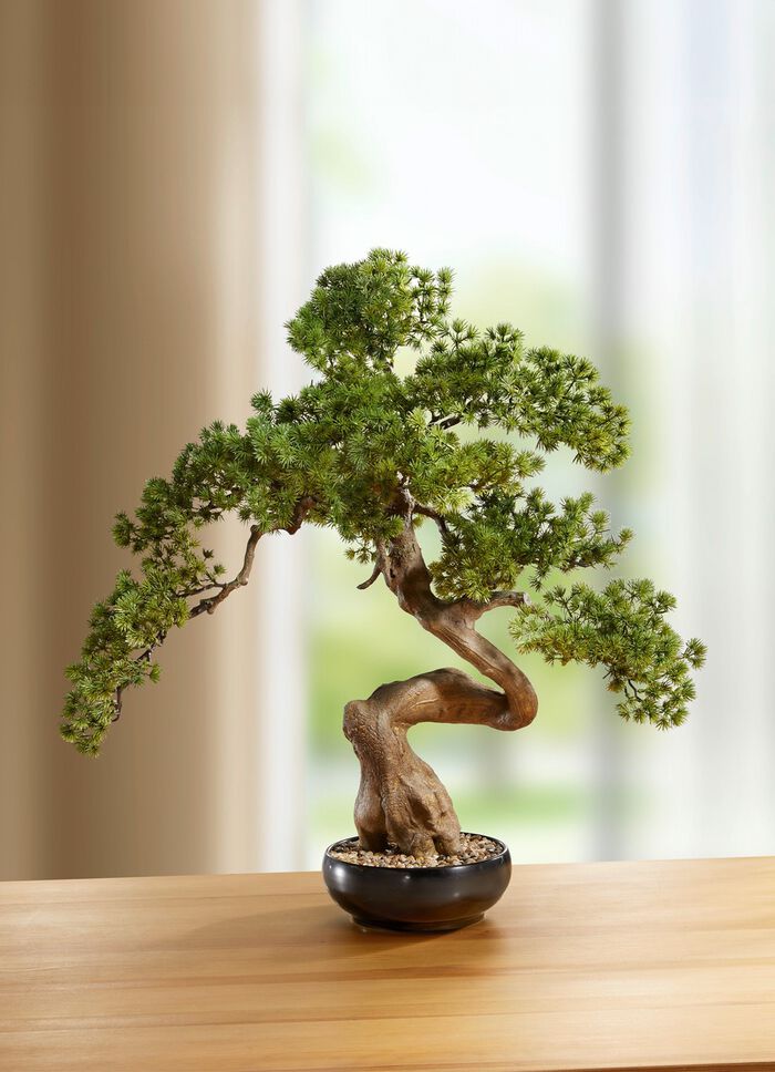 Bonsai in een keramische kom 