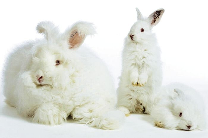 Angora-ondergoed voor heren 