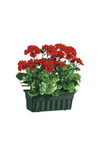 Bedrieglijk echt uitziende geraniums met balkonbak ROOD