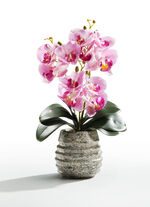 Orchideeën arrangement in een pot ROZE