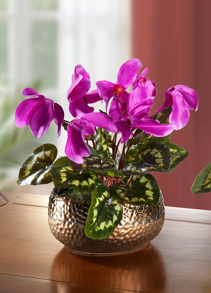 Cyclamen in de schelp ROZE