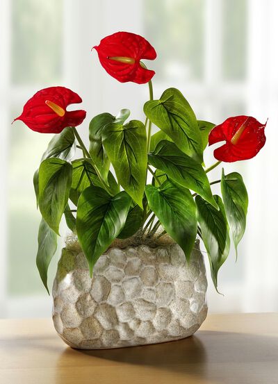 Anthurium in schaal 