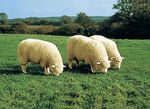 Vloerkleed gemaakt van echt Merino lamsleer BEIGE