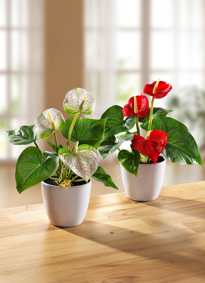 Mini-anthurium in pot, set van 2 