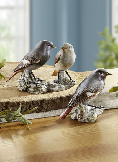 Gekraagde Roodstaart - Vogel van het Jaar 2025 