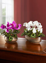 Cyclamen in de schelp 