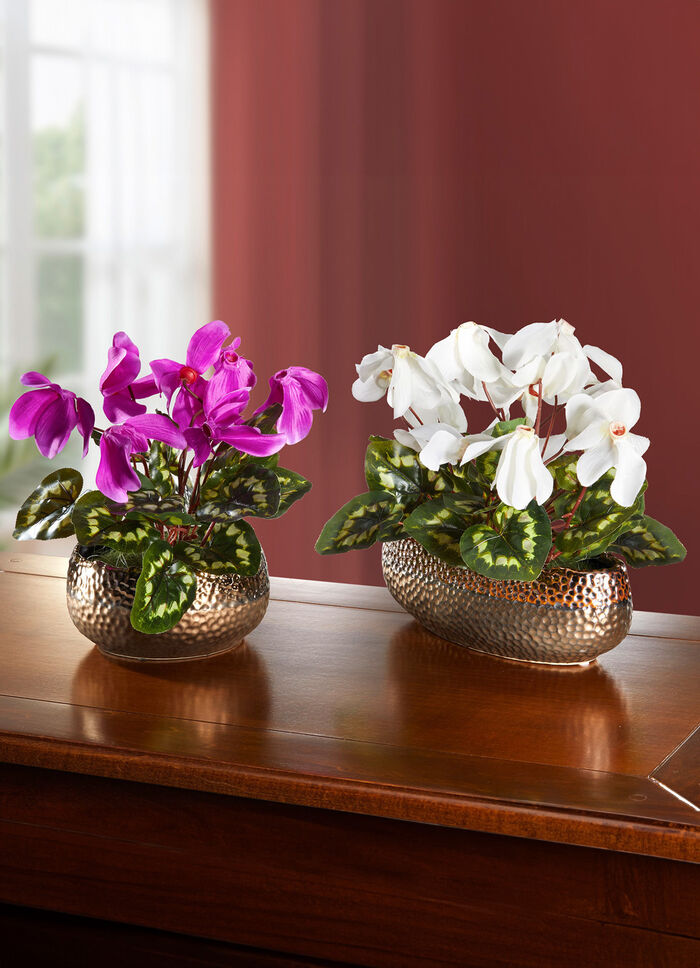 Cyclamen in de schelp 