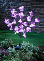 Bedrieglijk echte zonne-orchidee 