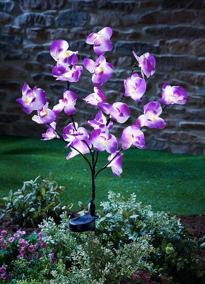 Bedrieglijk echte zonne-orchidee 