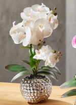Orchidee Phalaenopsis in keramische kom CRÈME