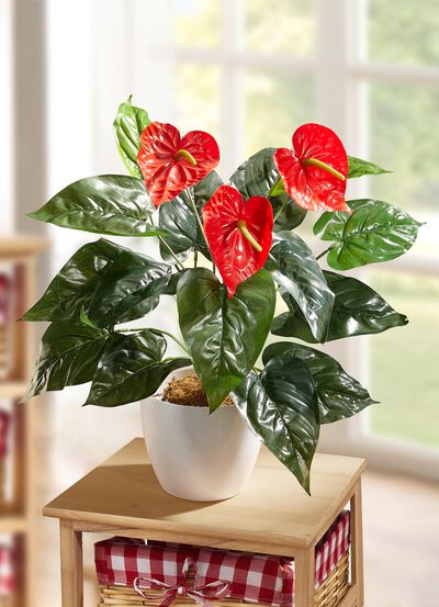Anthurium in de pot 