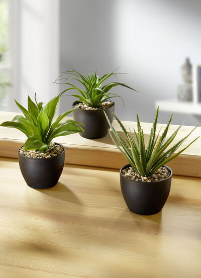 Vetplanten in potten, set van 3 