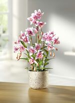 Orchidee in pot 