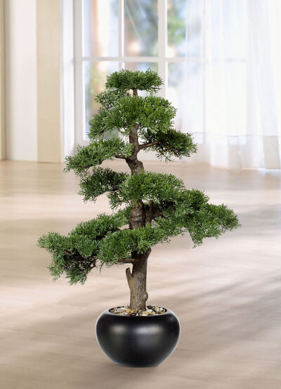70 cm hoge ceder bonsai 