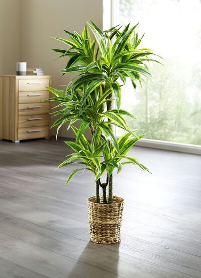 Dracena reflexa palmboom 