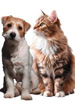 "PiddiPet IonBrush" borstel voor dierenhaar 